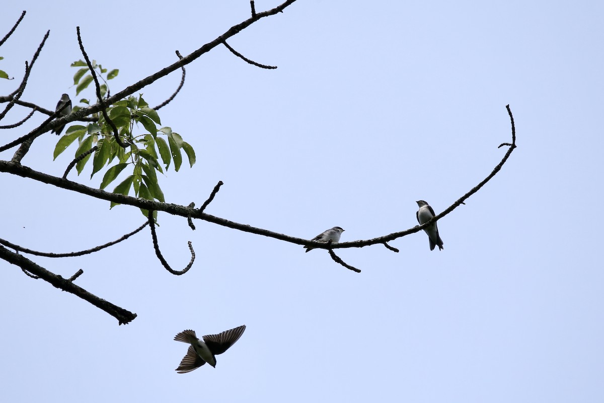 Tree Swallow - Bhima Aryateja