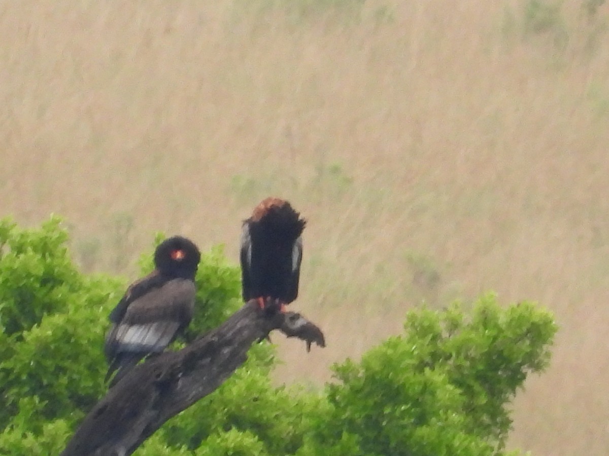 Bateleur des savanes - ML586942491