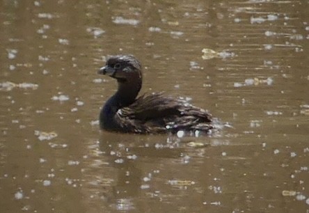 Pied-billed Grebe - ML586942701