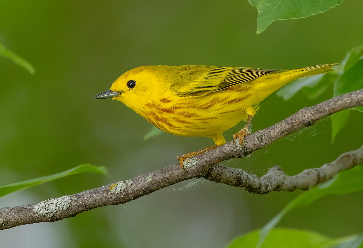 Yellow Warbler (Northern) - Iris Kilpatrick