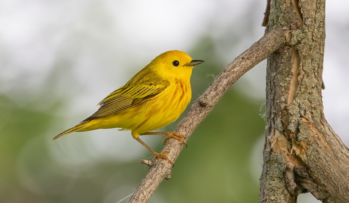 Yellow Warbler (Northern) - ML586943351