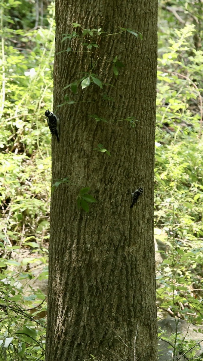 Hairy Woodpecker - ML586943461