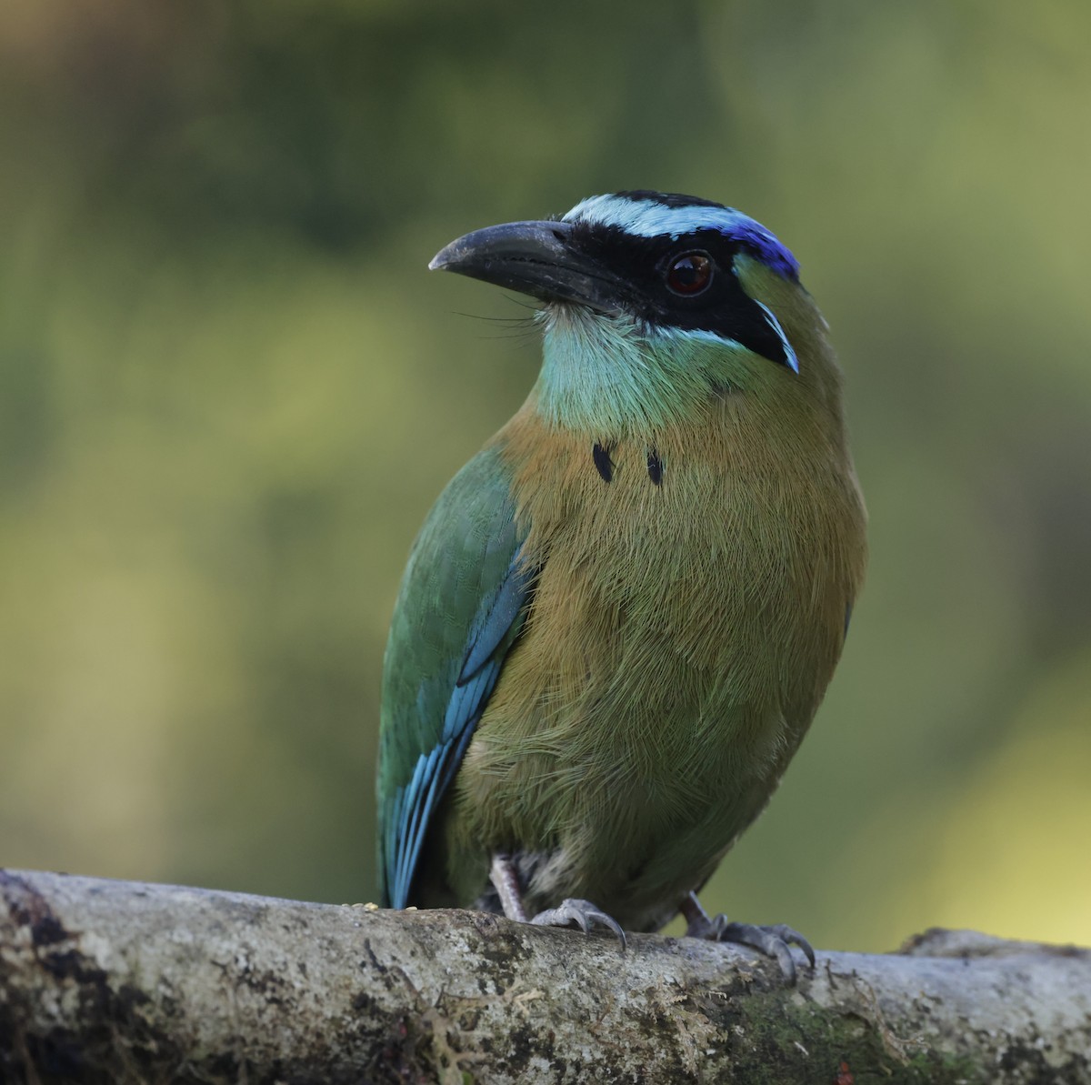 Lesson's Motmot - Jim Stasz