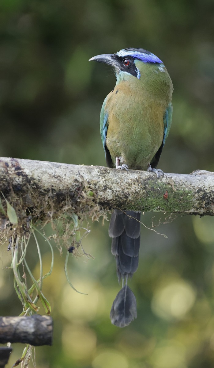 Lesson's Motmot - Jim Stasz