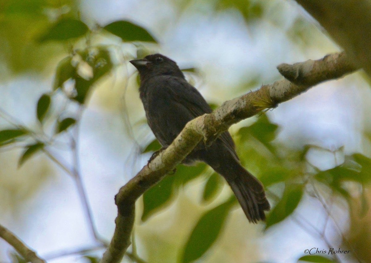 Blue Seedeater (Blue) - ML586943871