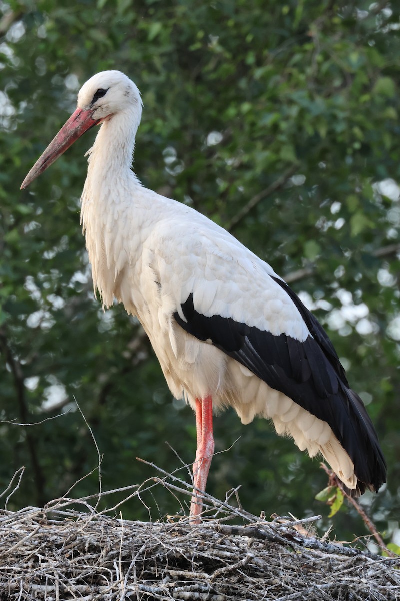 White Stork - ML586943981