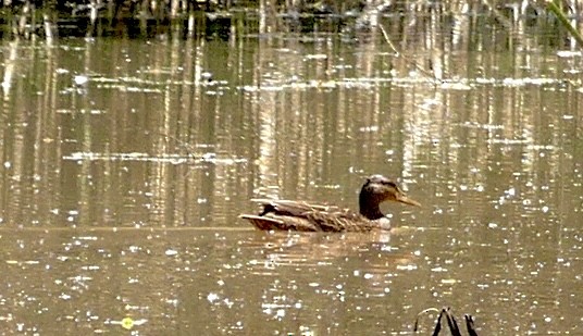 Mexican Duck - ML586944001