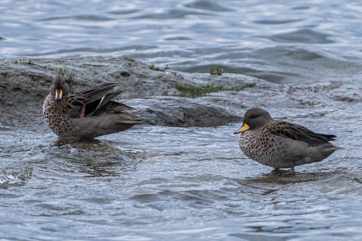 Yellow-billed Teal - Fitos Team