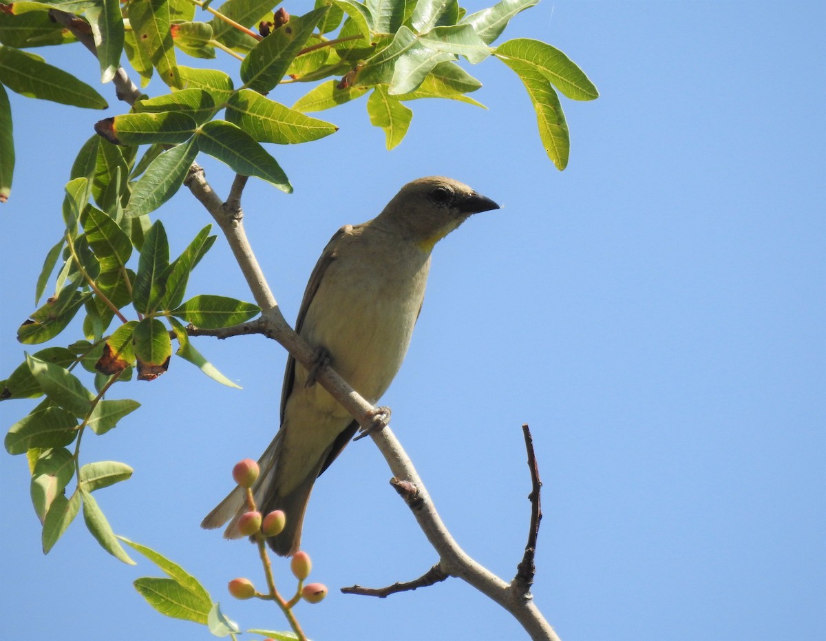 Yellow-throated Sparrow - Tuvia Kahn