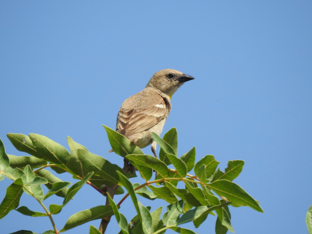 Yellow-throated Sparrow - Tuvia Kahn