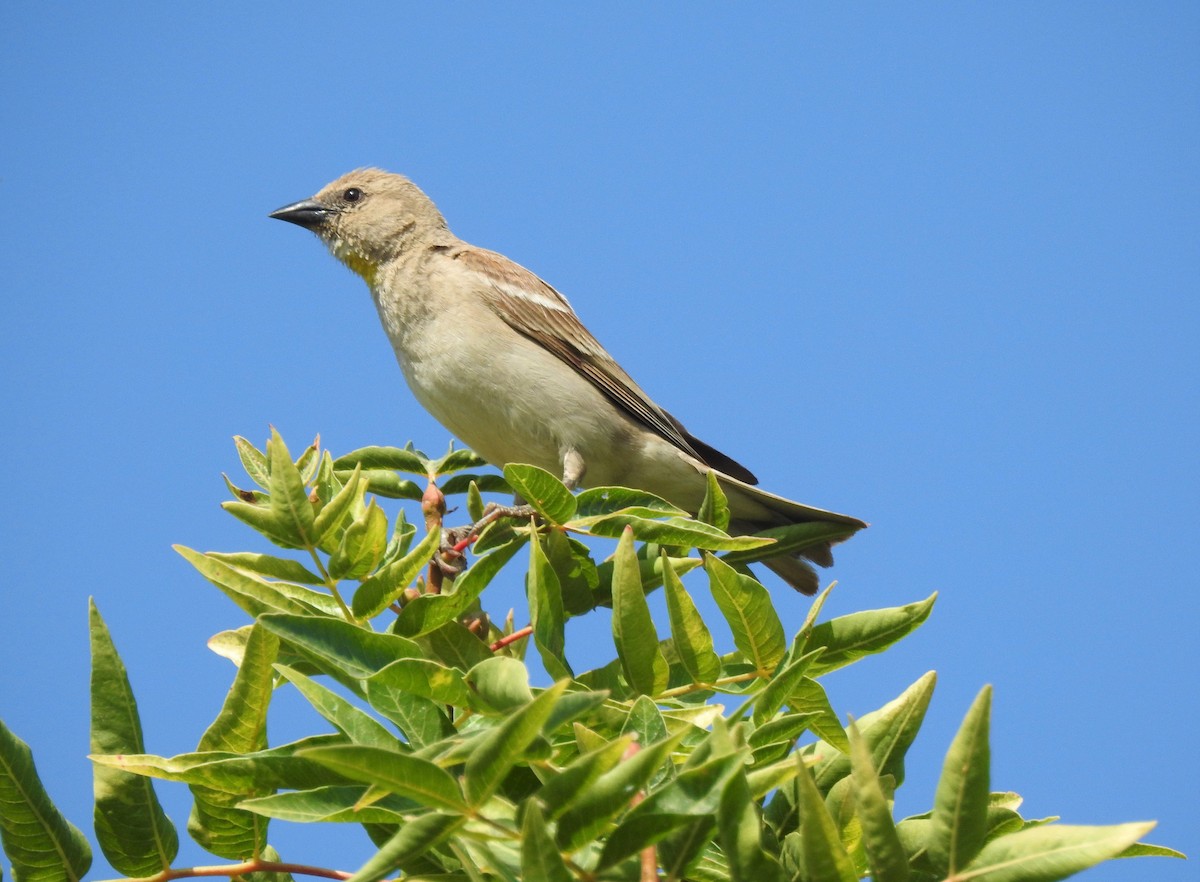 Moineau à gorge jaune - ML586944421