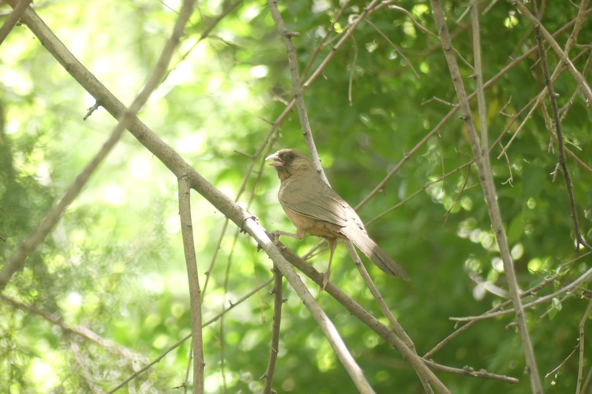 Abert's Towhee - ML586944571