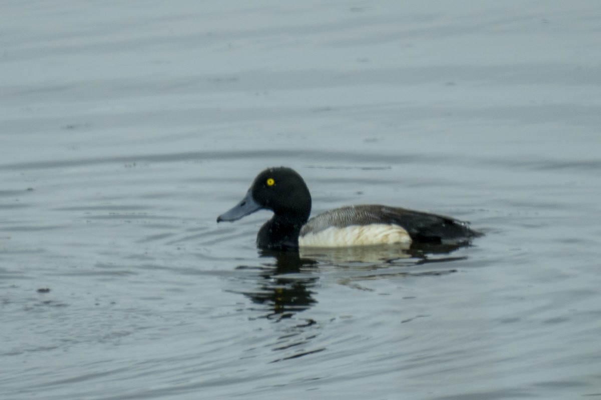 Greater Scaup - ML586944621