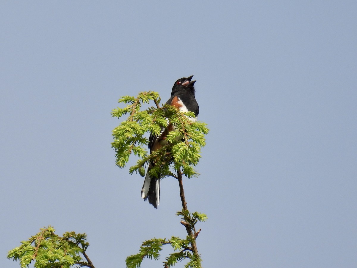 Eastern Towhee - ML586944811