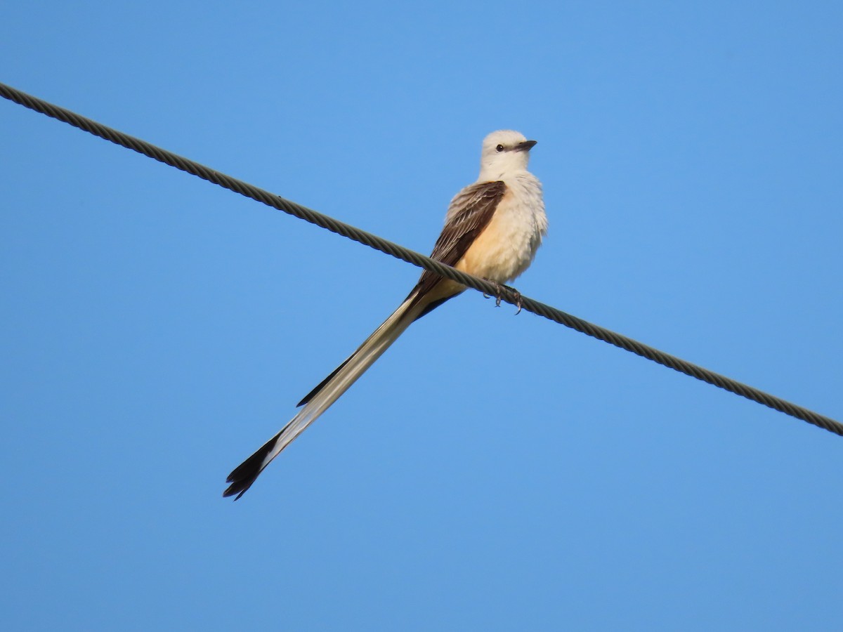 Scissor-tailed Flycatcher - Darrell Peterson