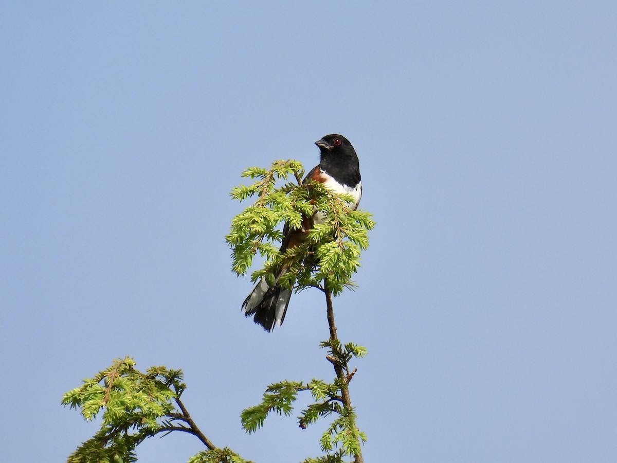 Eastern Towhee - ML586944971