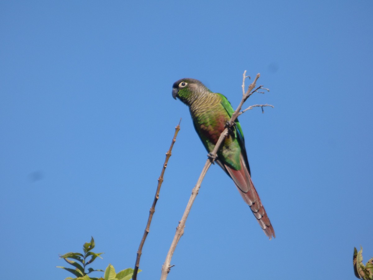 Green-cheeked Parakeet - ML586945171