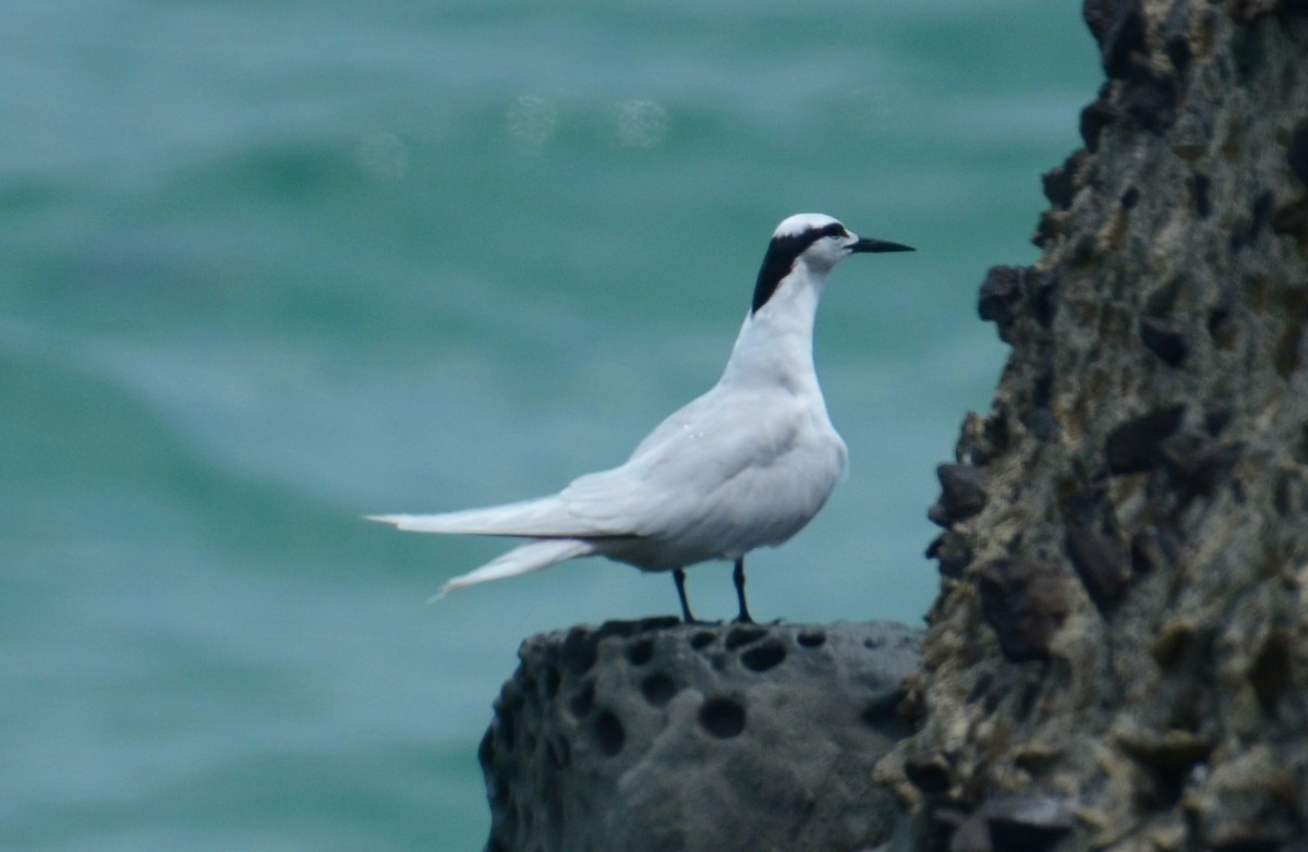 Black-naped Tern - ML586945231