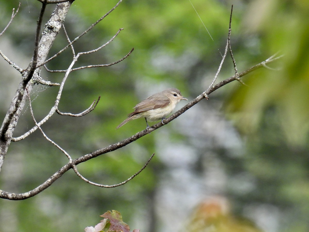 Warbling Vireo - ML586945541