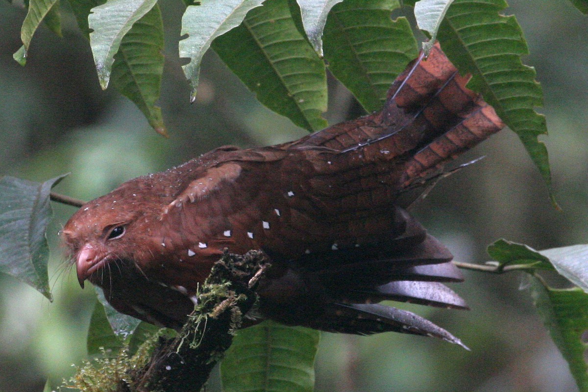 Oilbird - ML586946311