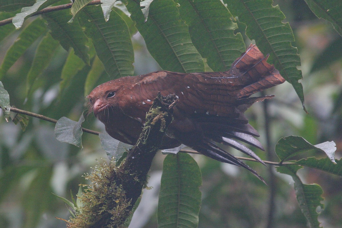 Oilbird - ML586946351