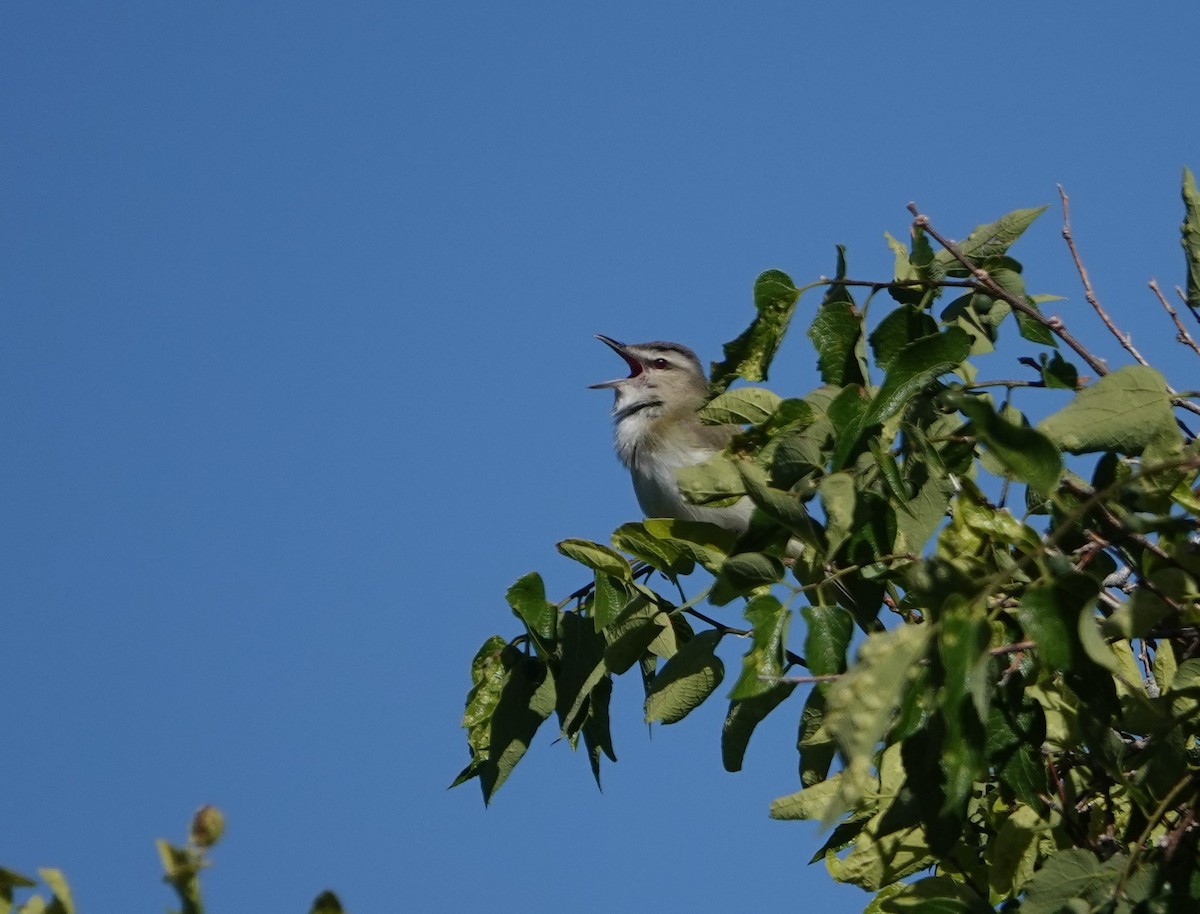 Kızıl Gözlü Vireo - ML586946721