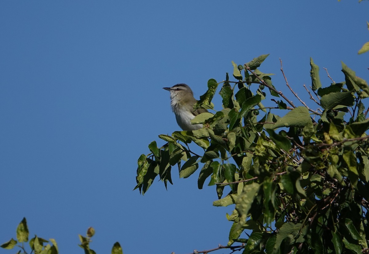 Kızıl Gözlü Vireo - ML586946761