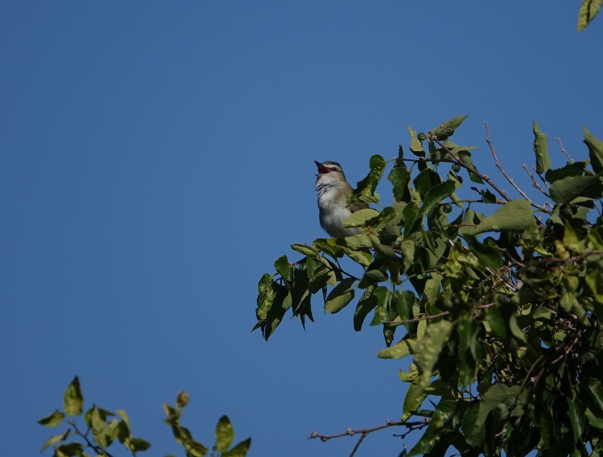 Vireo Ojirrojo - ML586946771