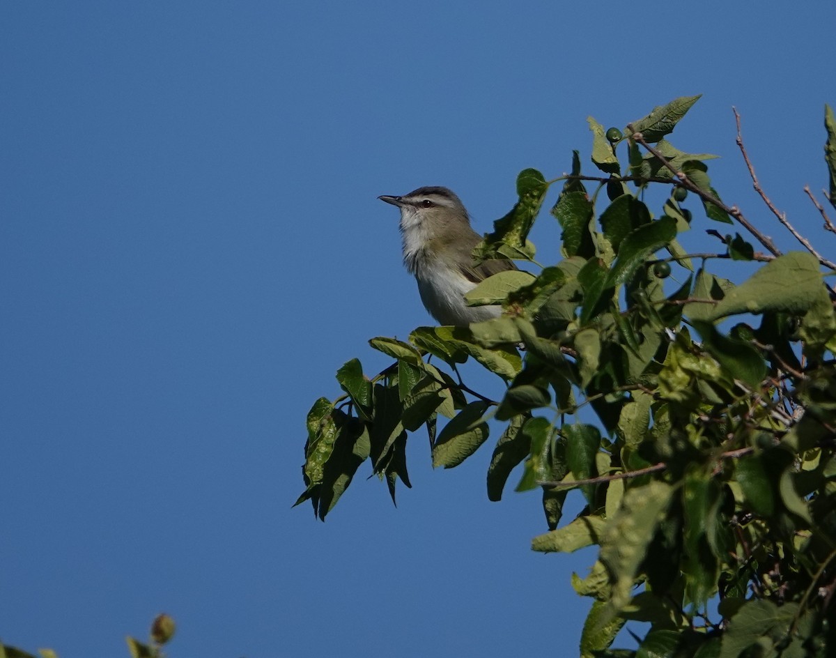 Kızıl Gözlü Vireo - ML586946821