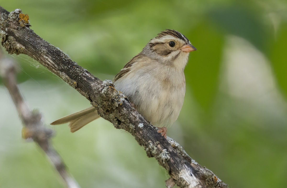 Clay-colored Sparrow - ML586947731