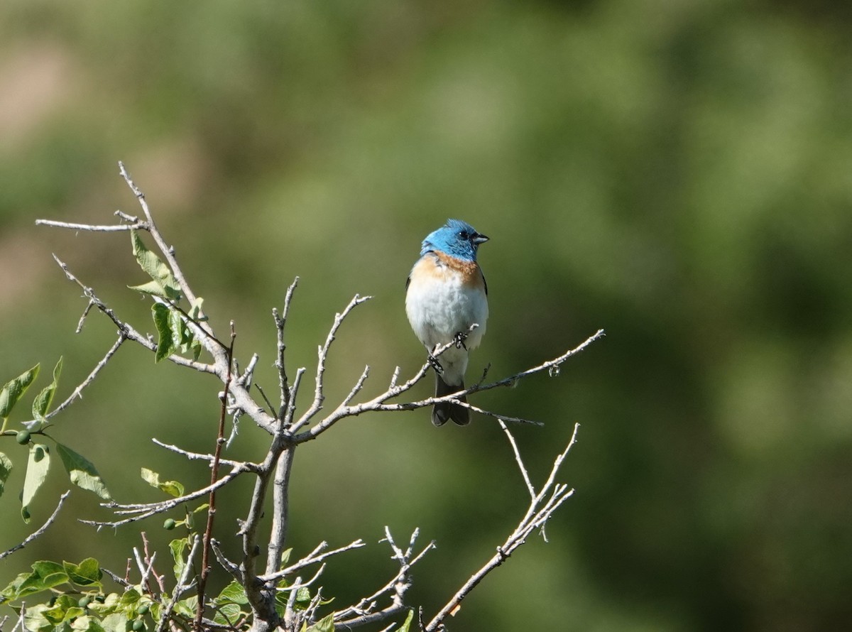 Lazuli Bunting - Danette Henderson