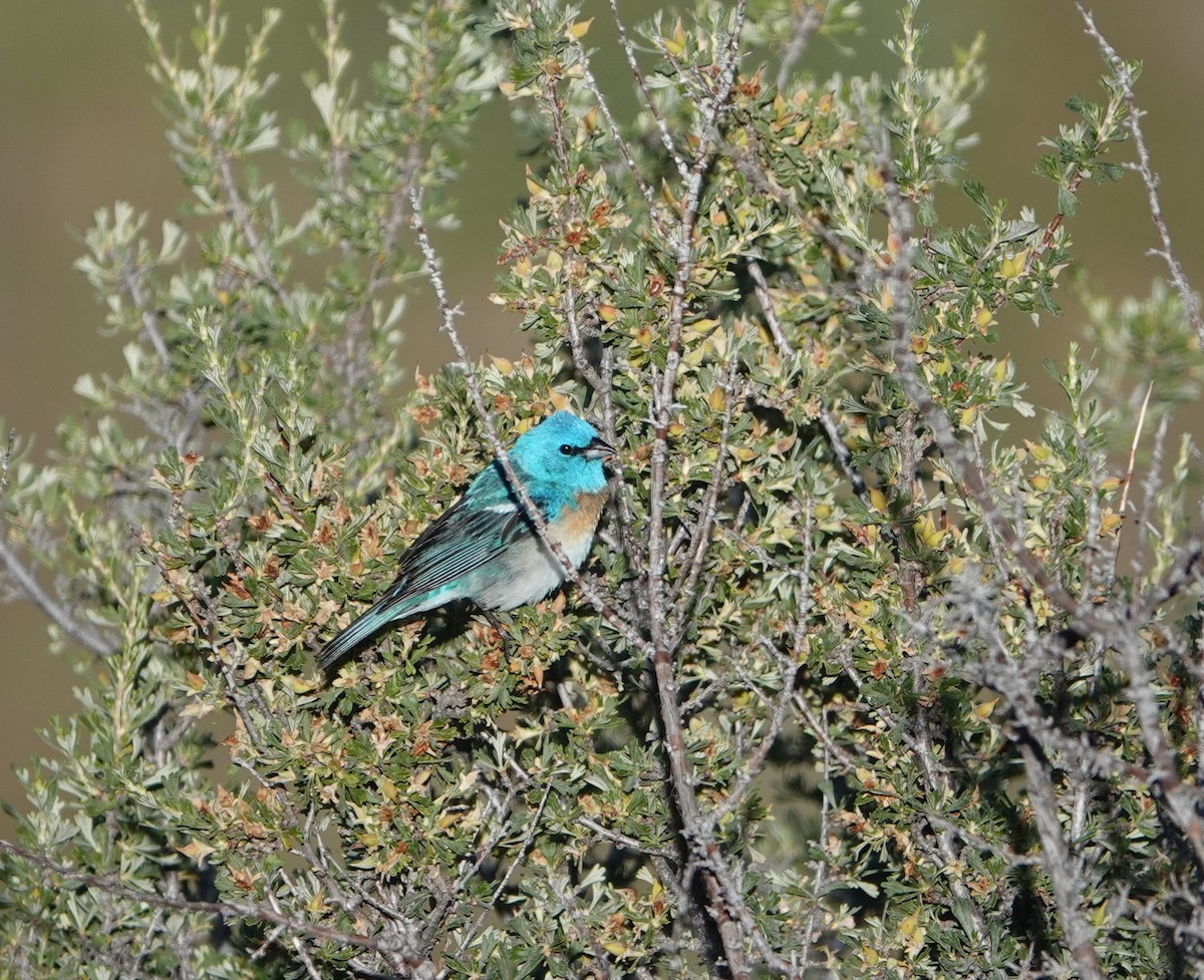 Lazuli Bunting - ML586948011