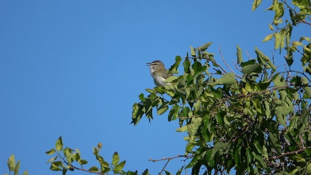 Kızıl Gözlü Vireo - ML586948171