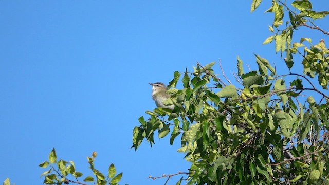 Red-eyed Vireo - ML586948581