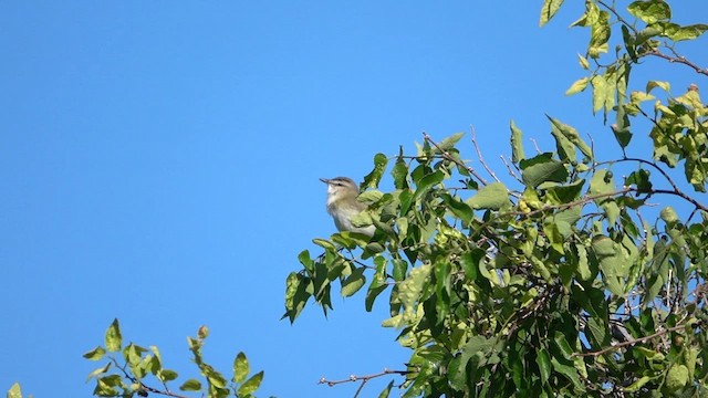 Kızıl Gözlü Vireo - ML586948581