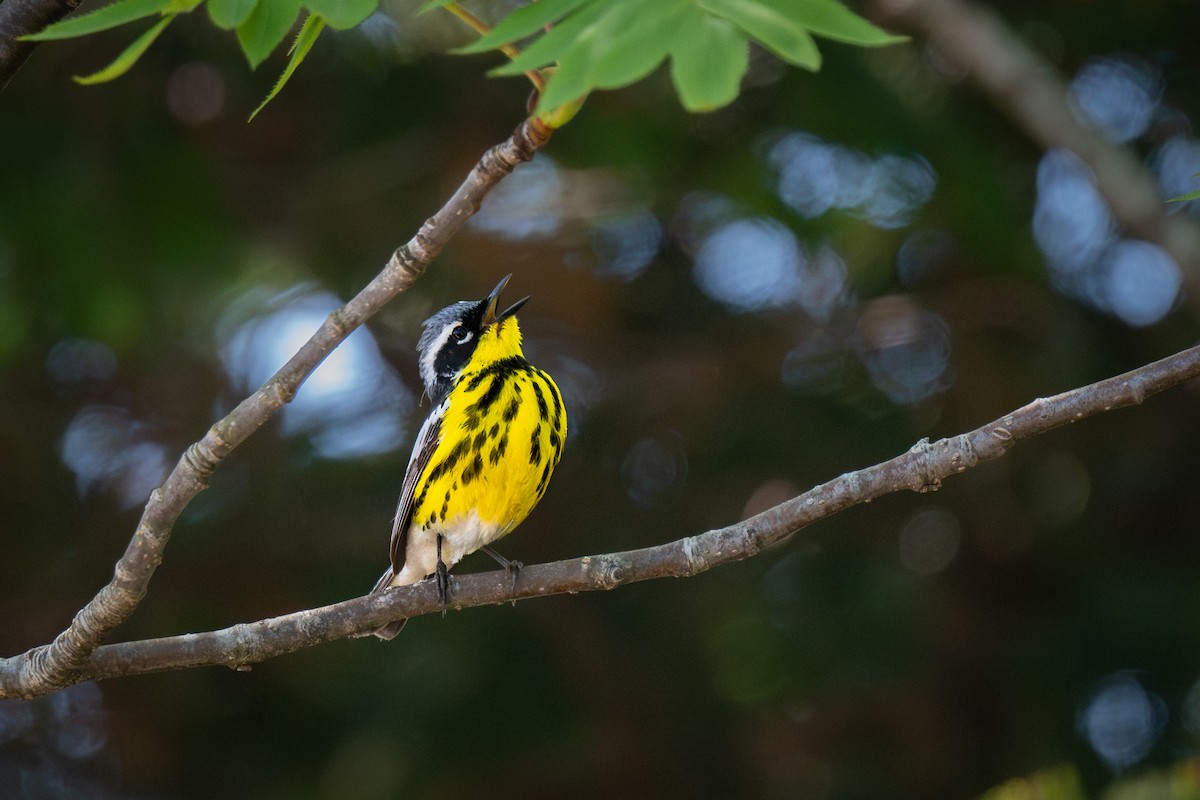 Magnolia Warbler - ML586948901