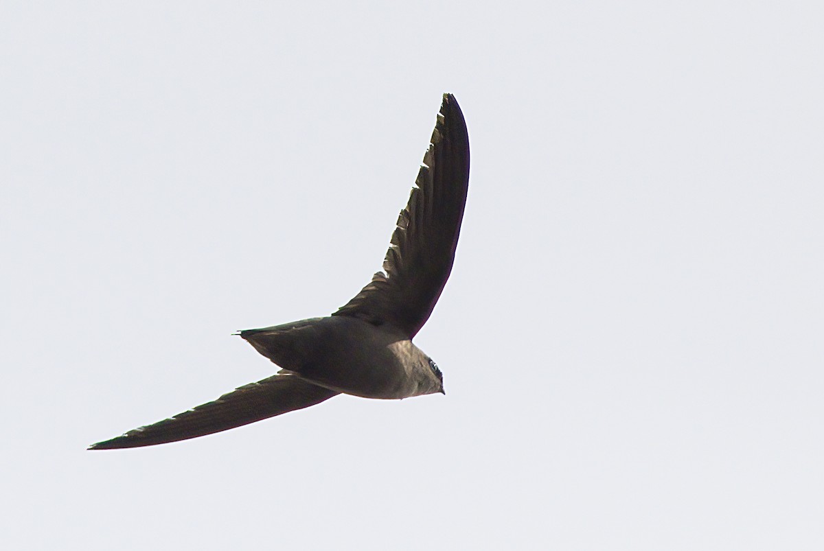 Chimney Swift - John Gluth