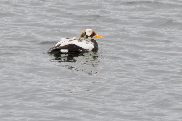 Spectacled Eider - ML586949591