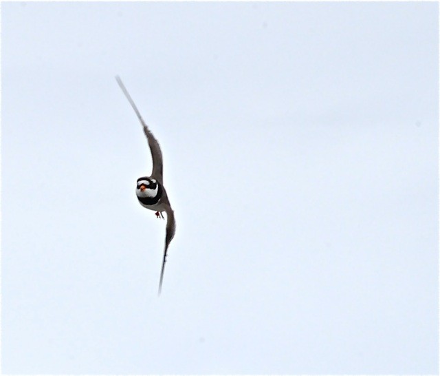 Common Ringed Plover - ML586949791