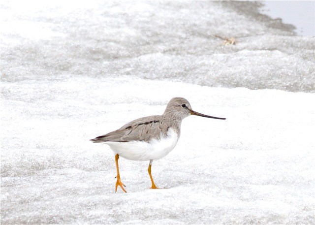 Terek Sandpiper - ML586949971