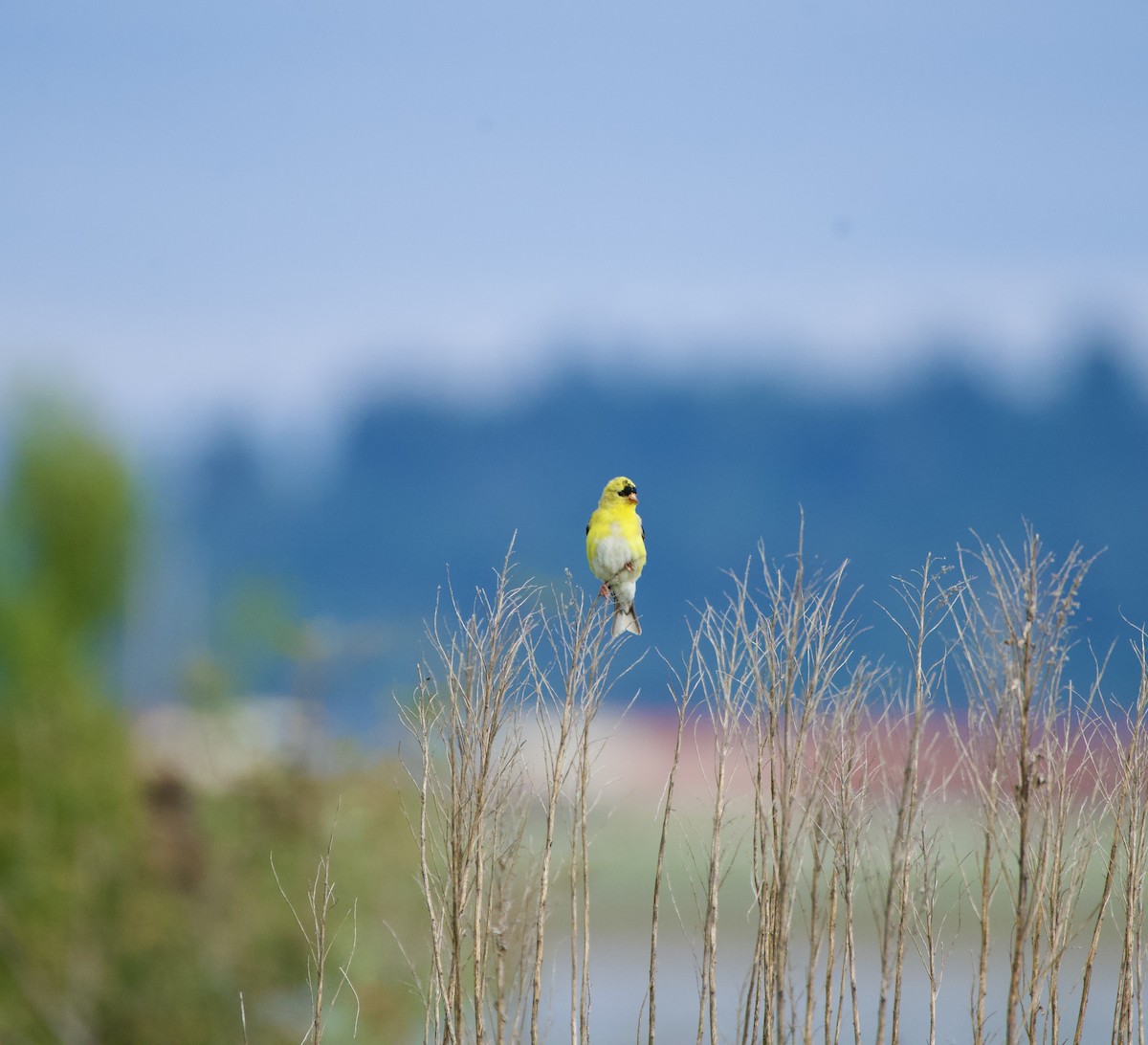 American Goldfinch - ML586950731