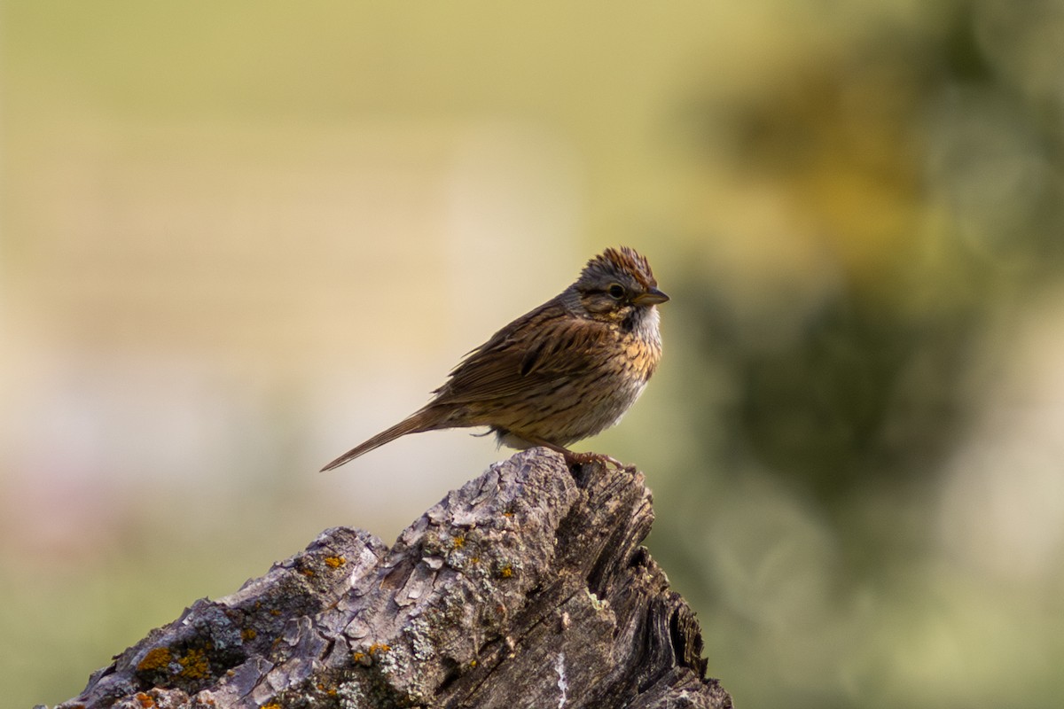 Lincoln's Sparrow - ML586950741