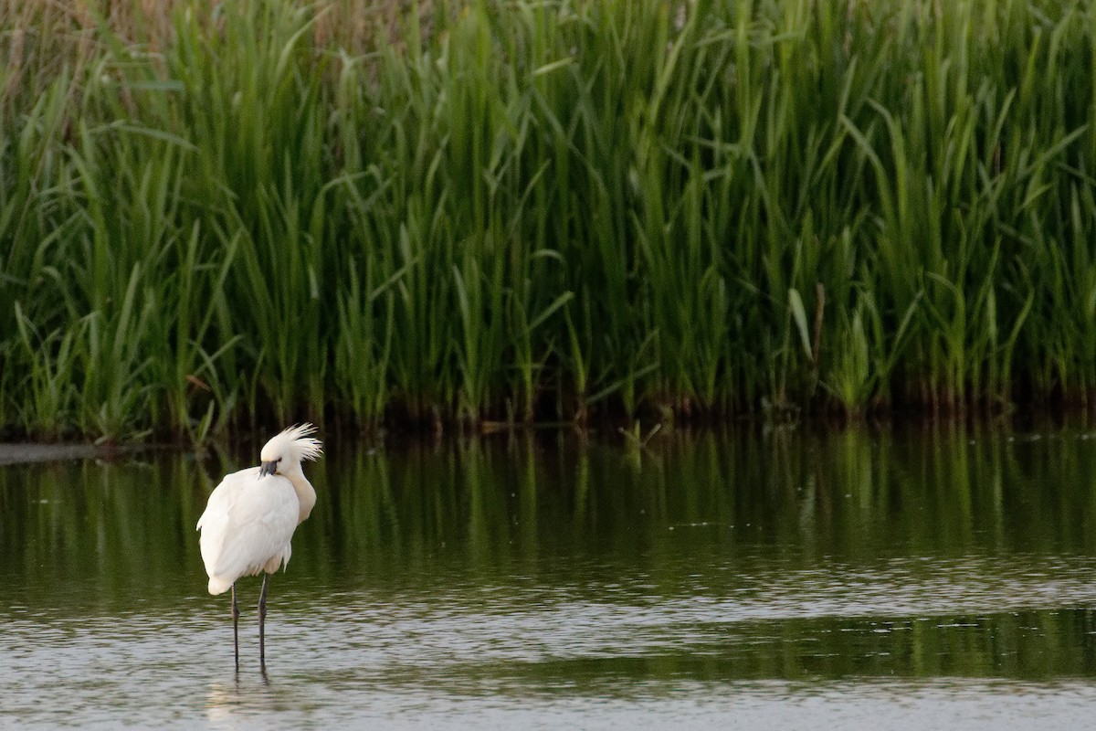 Spatola - ML58695161