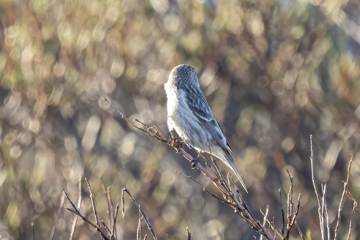 Hoary Redpoll - ML586951721