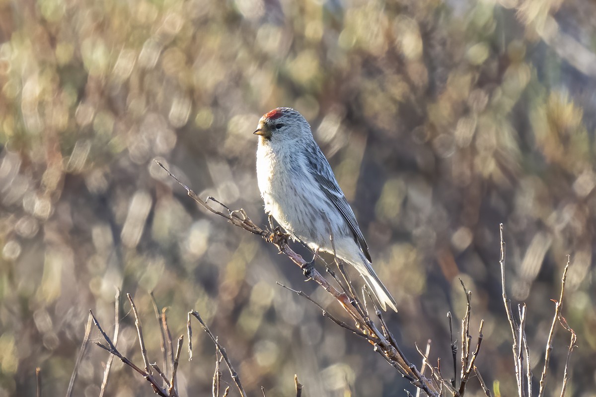 Hoary Redpoll - ML586951731