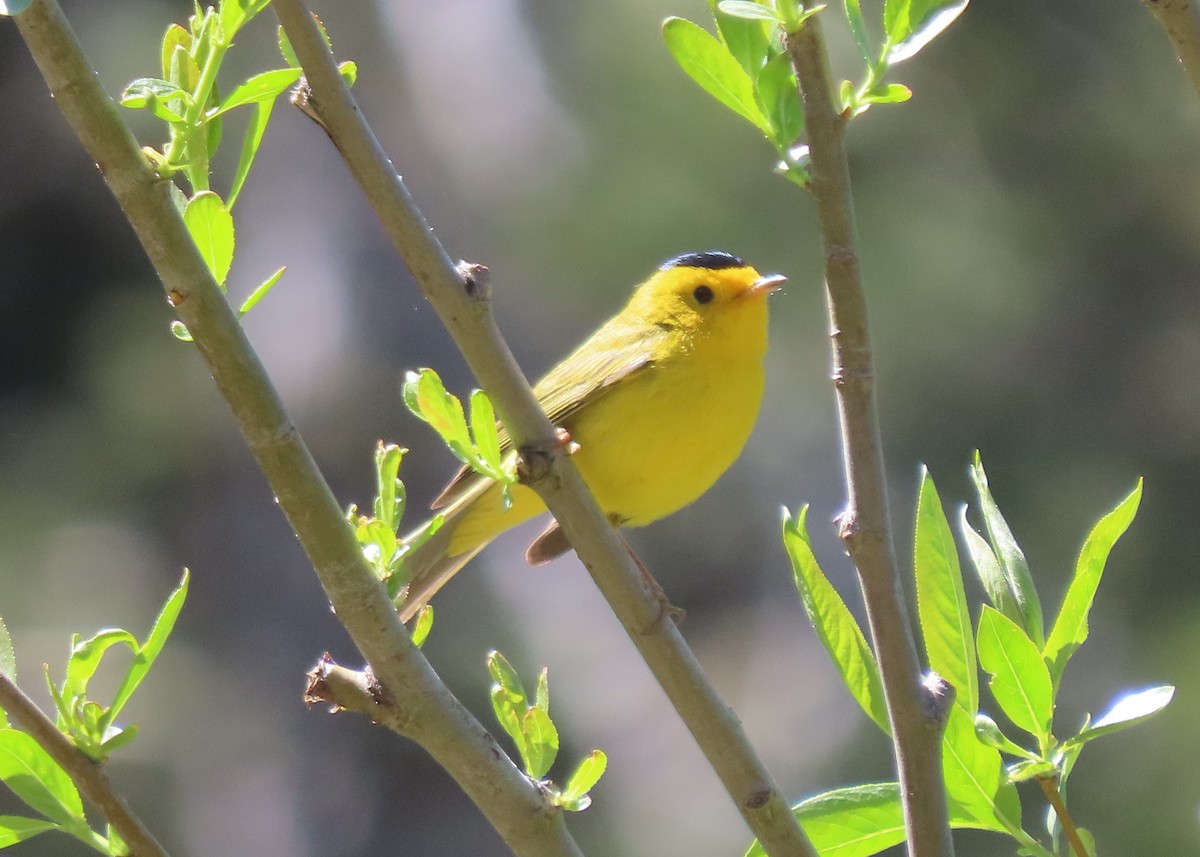 Wilson's Warbler - ML586951941