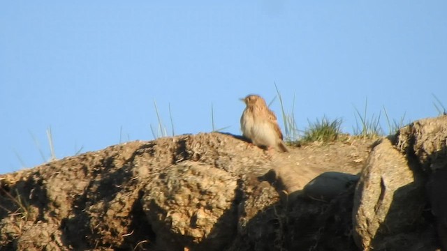 Eurasian Skylark - ML586952411