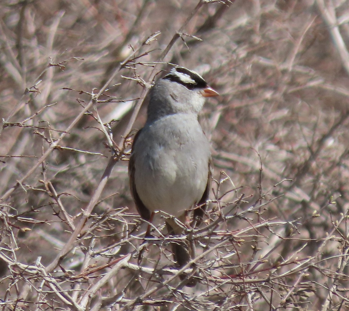 White-crowned Sparrow (oriantha) - ML586953101