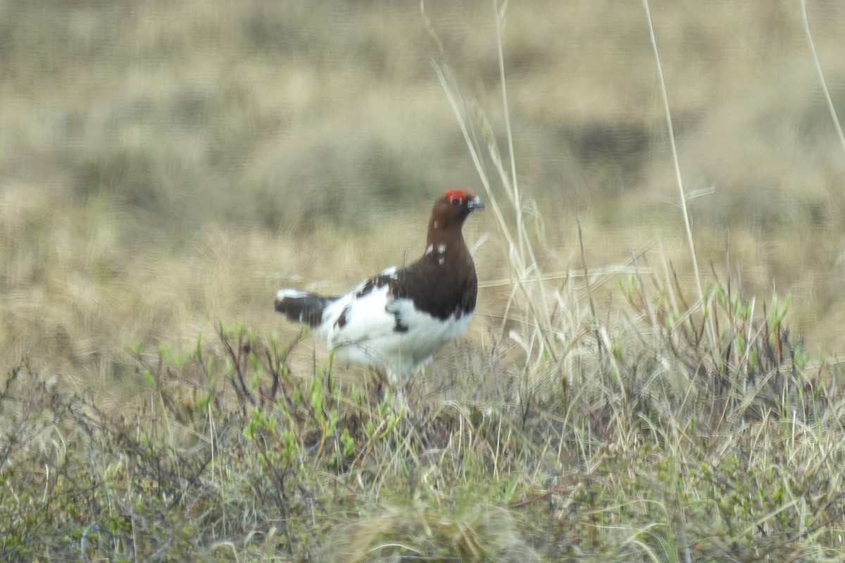 Willow Ptarmigan - ML586953211