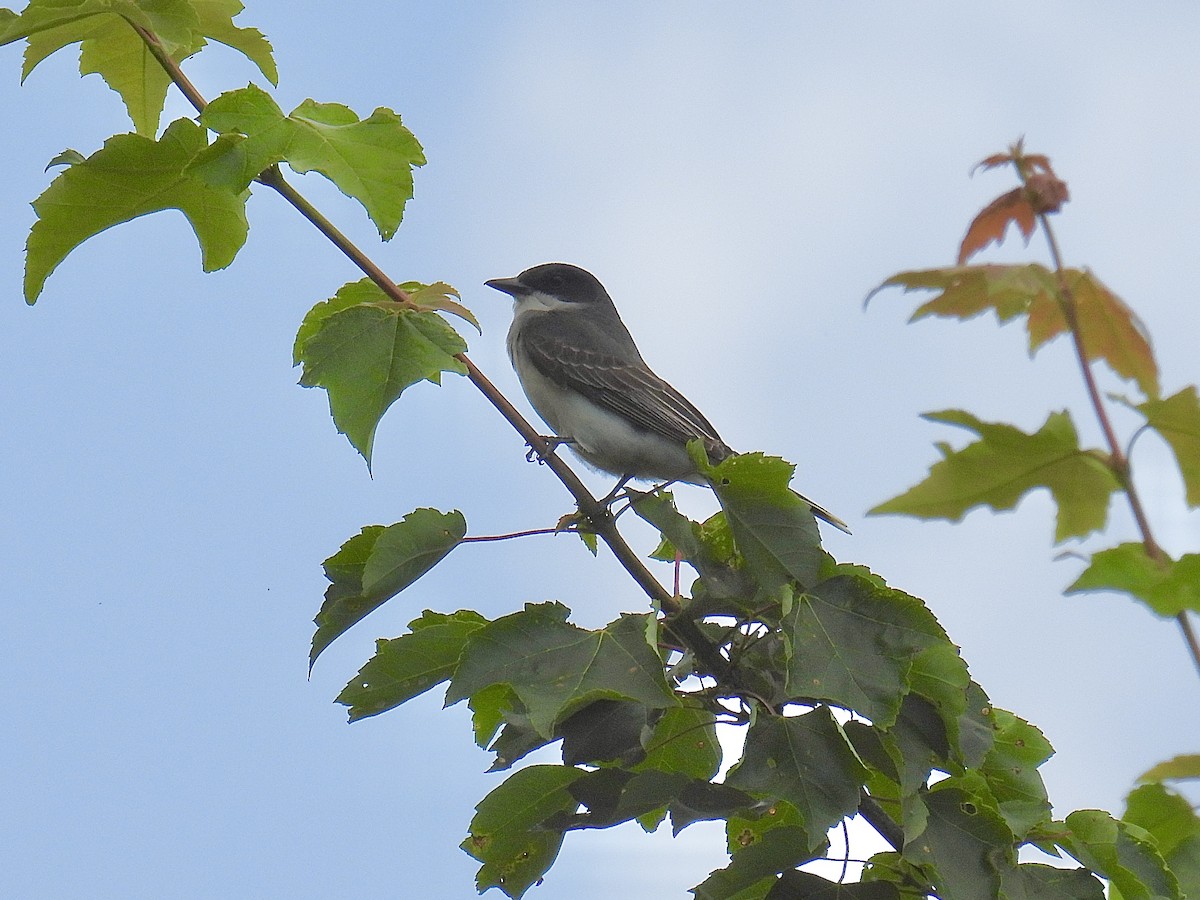 Eastern Kingbird - ML586953441